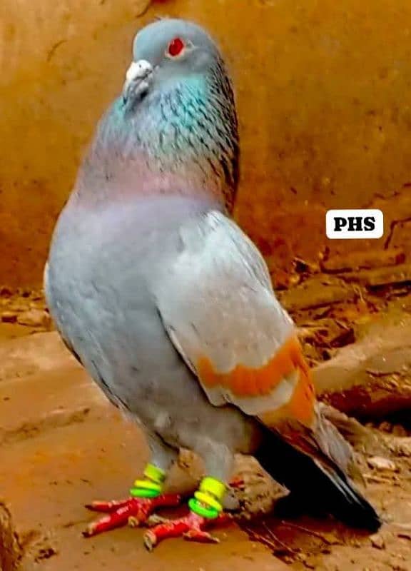 Colour pigeons for sale 4