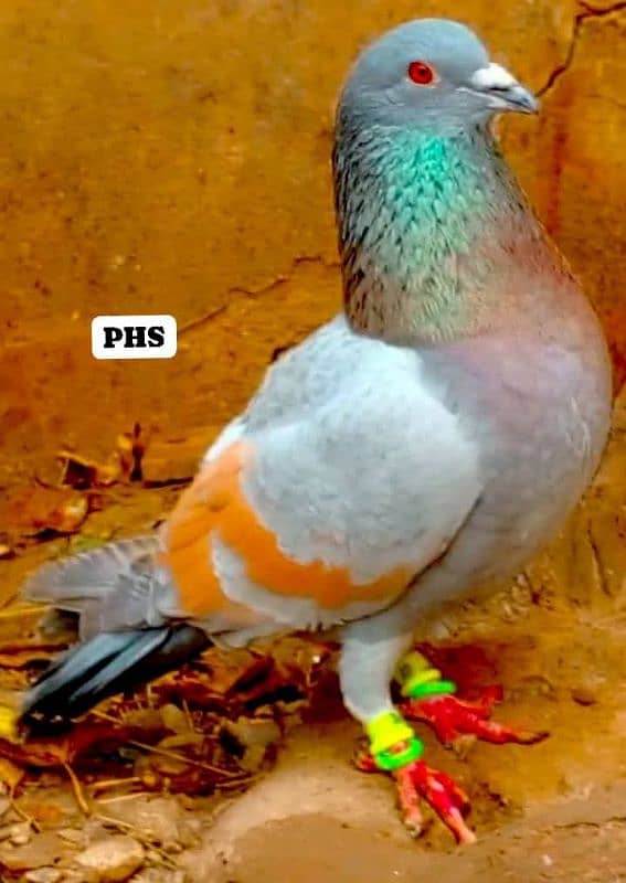 Colour pigeons for sale 5