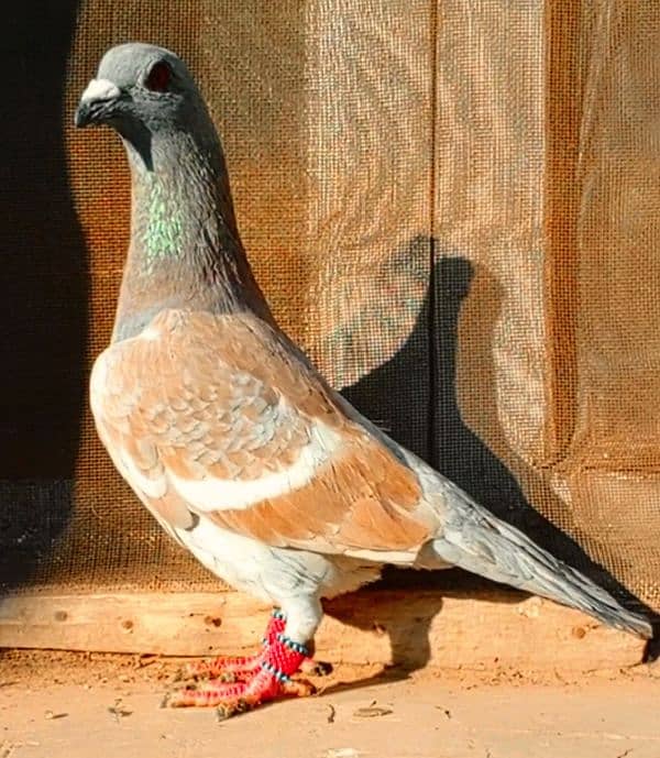 Colour pigeons for sale 10