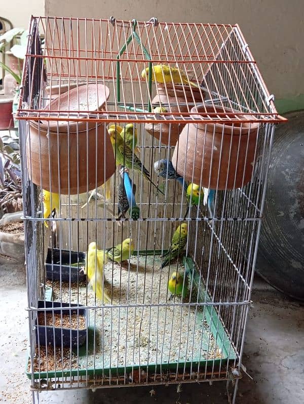 Australian parrots han andea dea hoea han . 2