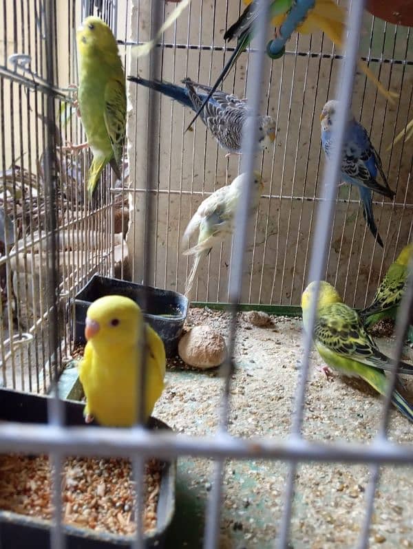 Australian parrots han andea dea hoea han . 3