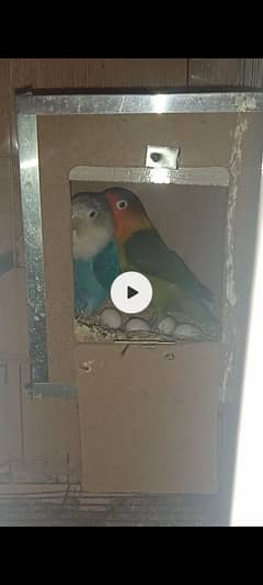 love bird breeder pair