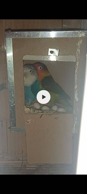 love bird breeder pair 0