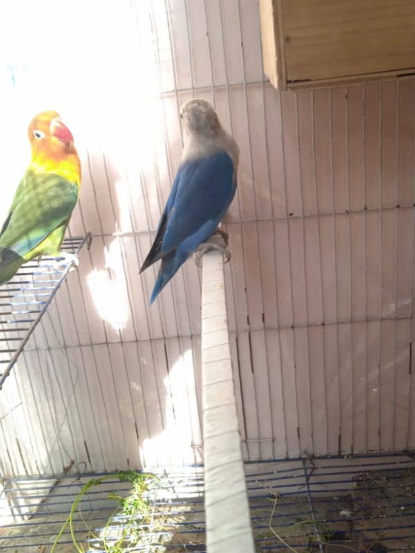 love bird breeder pair 1