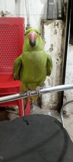 Green Parrot