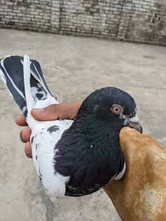 high flyer pigeon breeder male