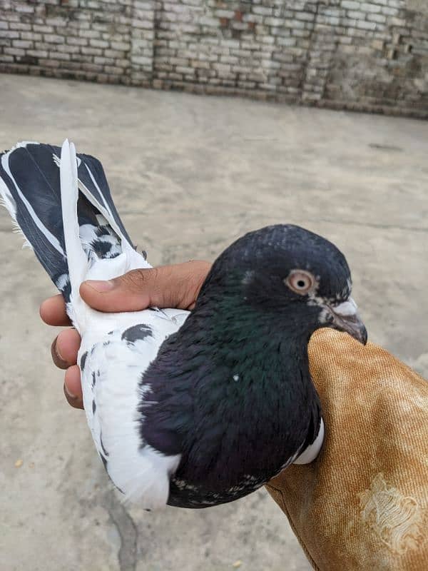 high flyer pigeon breeder male 0