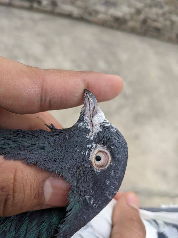 high flyer pigeon breeder male 1