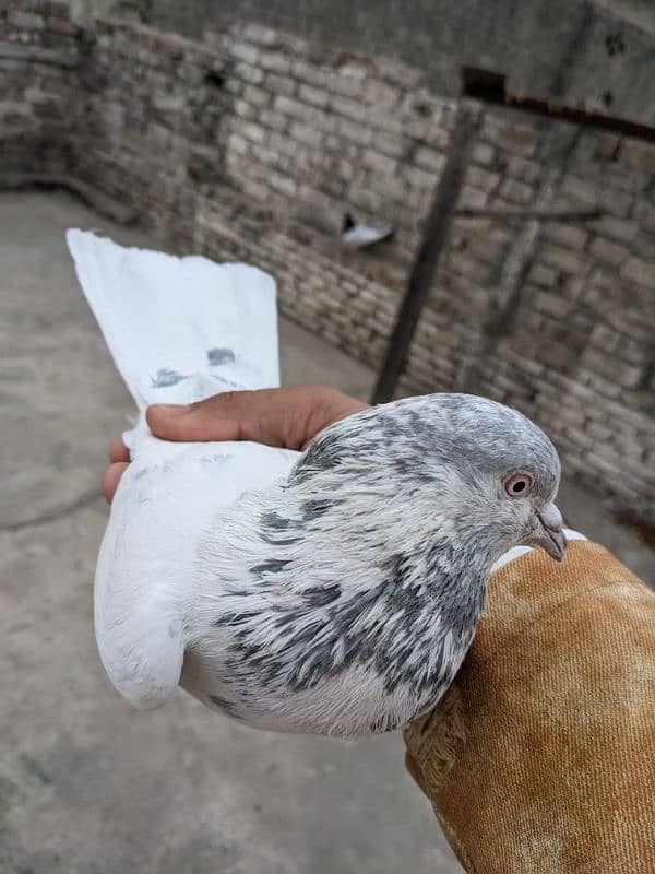 high flyer pigeon breeder male 2