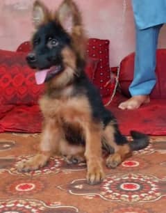 Top quality  German Shepherd puppy  for sale WhatsApp 03287625932