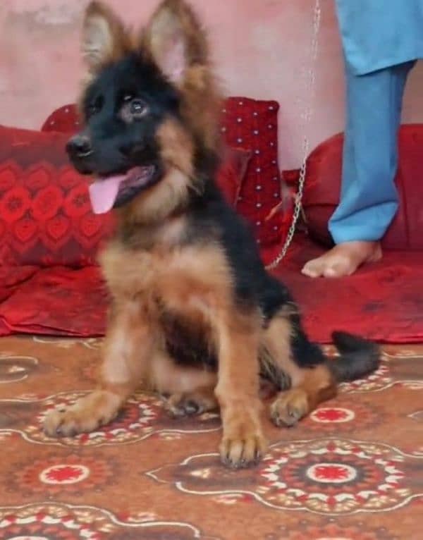 Top quality  German Shepherd puppy  for sale WhatsApp 03287625932 0