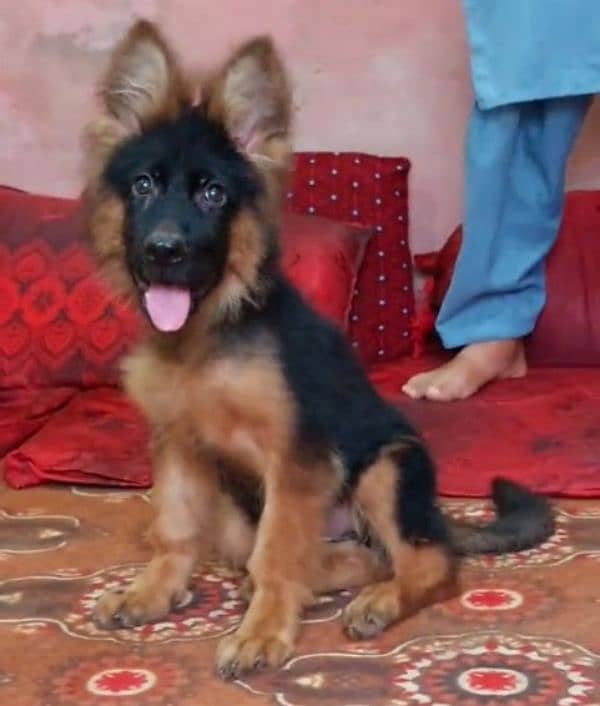 Top quality  German Shepherd puppy  for sale WhatsApp 03287625932 1