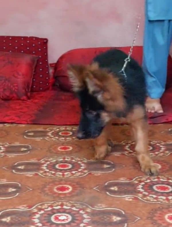 Top quality  German Shepherd puppy  for sale WhatsApp 03287625932 2