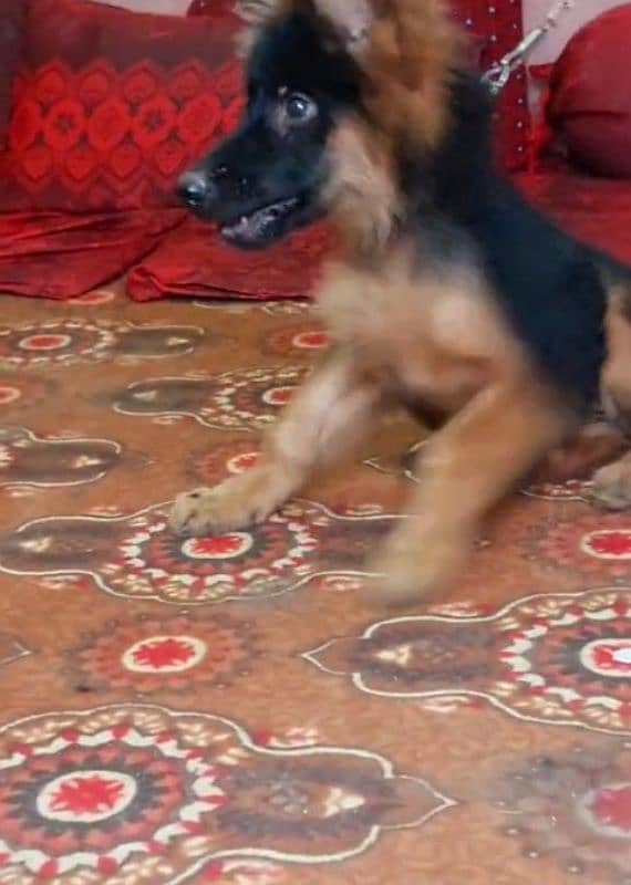 Top quality  German Shepherd puppy  for sale WhatsApp 03287625932 3