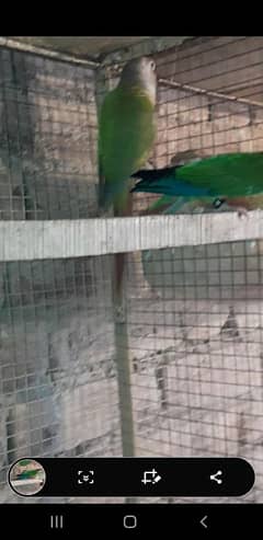 pineapple conure breeder pair available