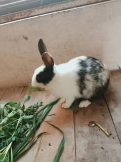 daci Rabbit for sale 03224186572