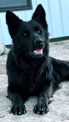 black shepherd breeder long coat male