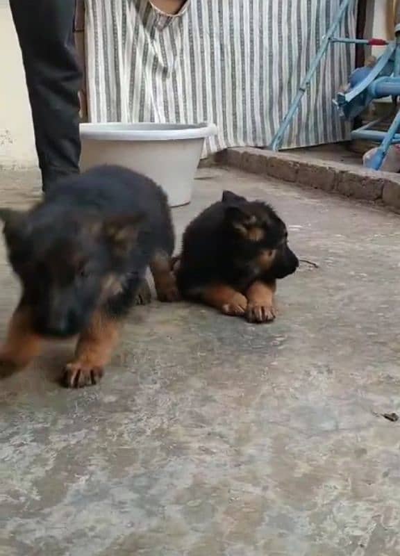 Top quality  German Shepherd puppy  for sale WhatsApp 03287625932 1