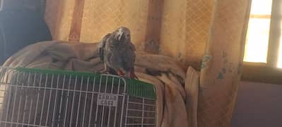 African Grey Parrot self baby hand tame