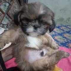 shihtzu puppy