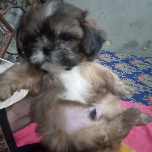 shihtzu puppy 1