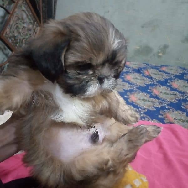 shihtzu puppy 2