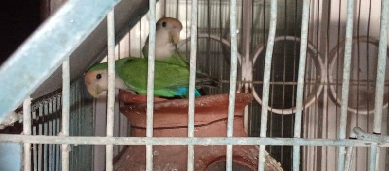 Parrot 11