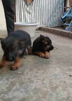 Top quality  German Shepherd puppy  for sale WhatsApp 03287625932