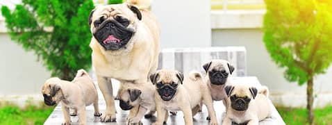 Pug puppies 03361777030