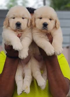 Golden retriever puppies 03361777030