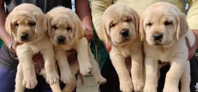 Labrador puppies 03361777030