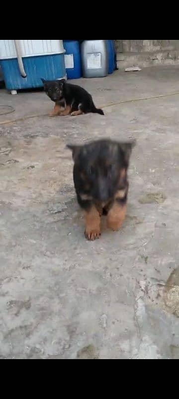 Top quality  German Shepherd puppy  for sale WhatsApp 03287625932 4