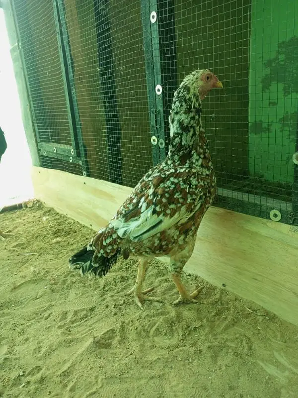 aseel folya hens — photo 2