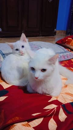 female cat with male kitten