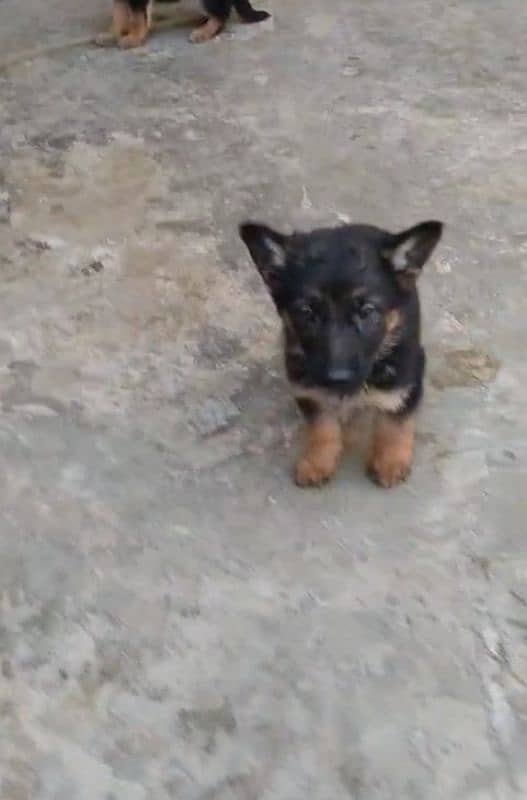 Top quality  German Shepherd puppy  for sale WhatsApp 03287625932 4