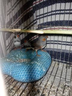 zebra finches chicks 2 months old