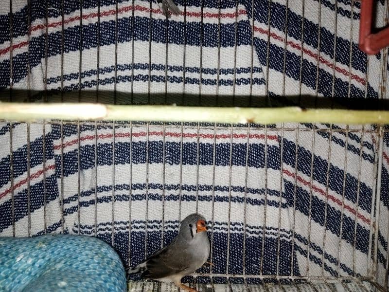 zebra finches chicks 2 months old 1