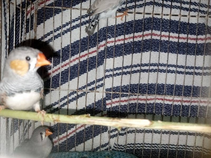 zebra finches chicks 2 months old 2