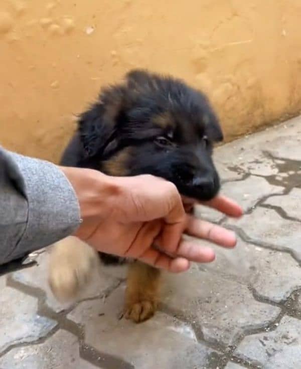 Top quality  German Shepherd puppy  for sale WhatsApp 03287625932 2