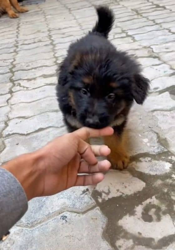 Top quality  German Shepherd puppy  for sale WhatsApp 03287625932 10