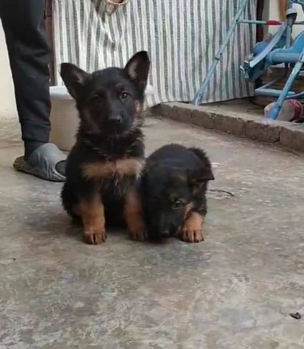 Top quality  German Shepherd puppy  for sale WhatsApp 03287625932 11