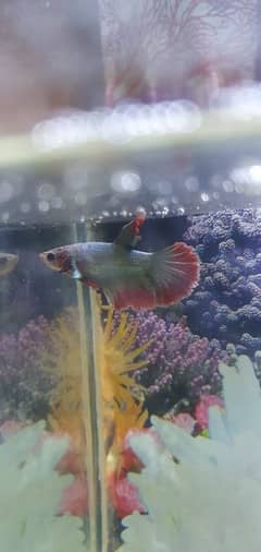 Betta Fishes Adult pieces Guppy Fry available  Adult guppy Molly