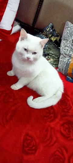 Persian cat for sale