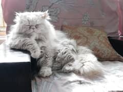 Persian more than triple coat cat for sale