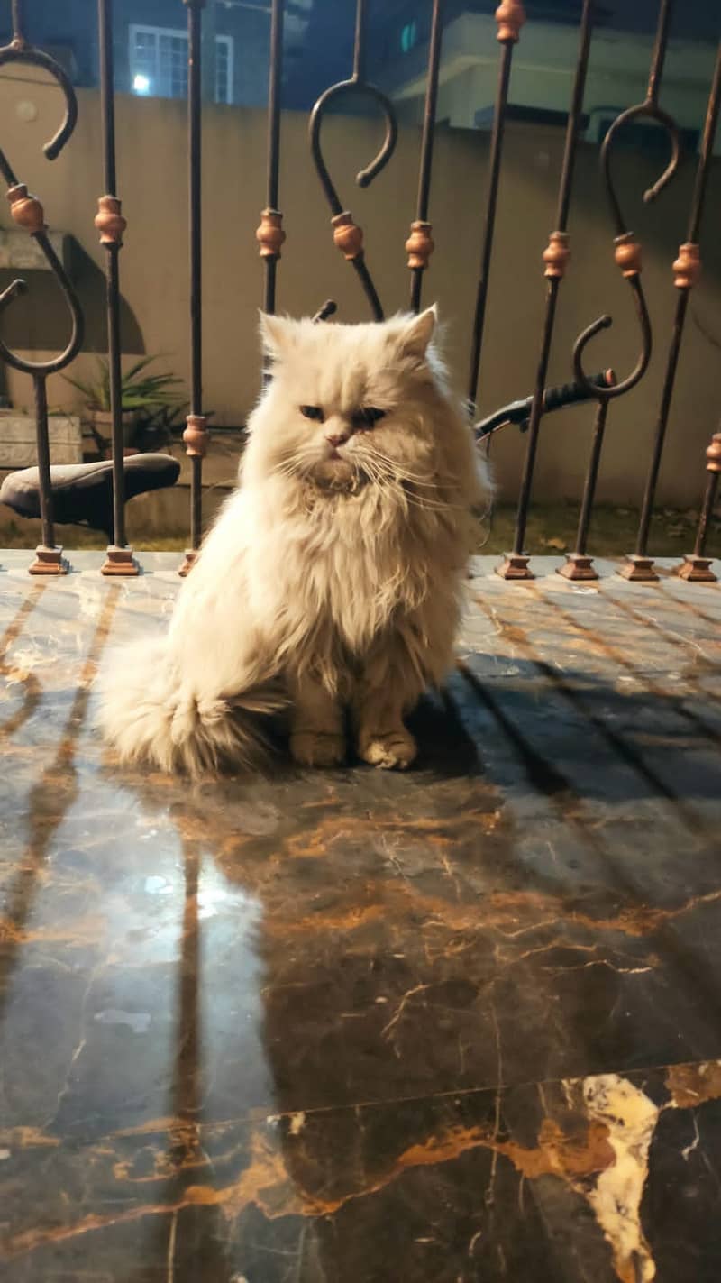 Persian more than triple coat cat for sale 1