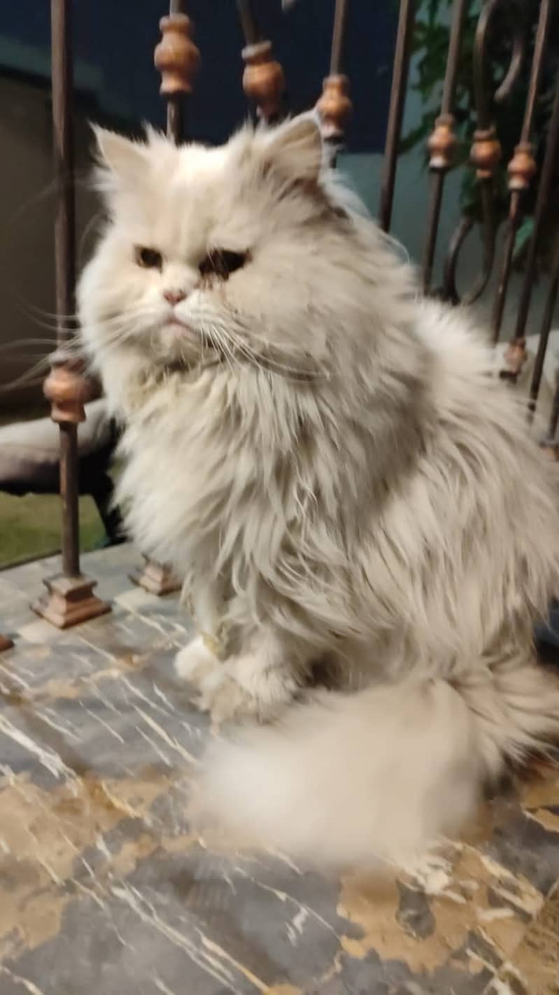 Persian more than triple coat cat for sale 2