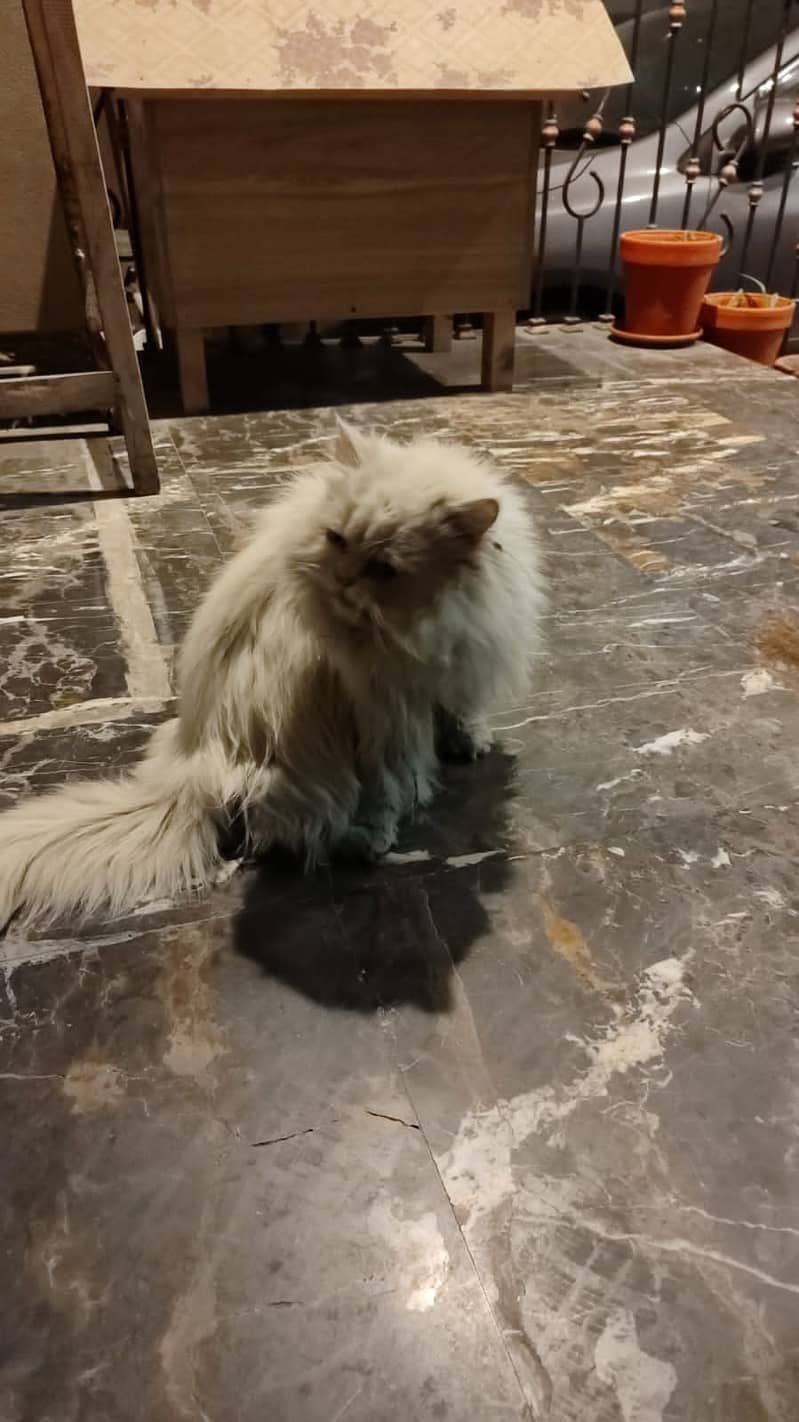 Persian more than triple coat cat for sale 3