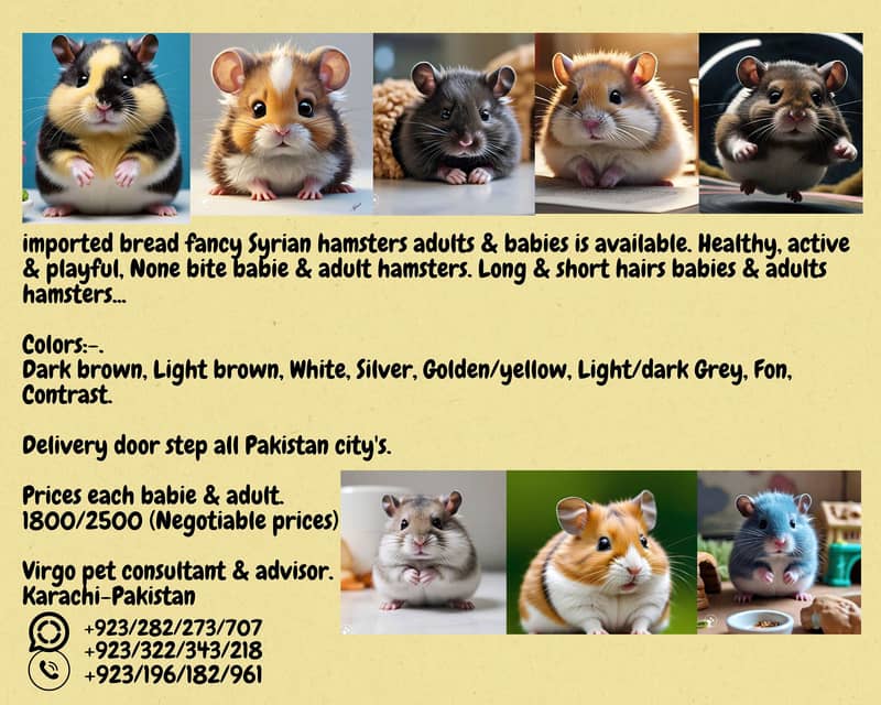 Discounted prices adults Syrian Breeders Hamsters. . 0