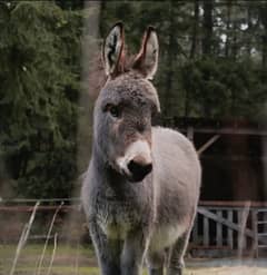 Donkey