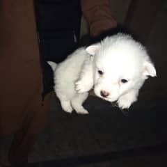 female puppy